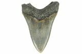 Fossil Megalodon Tooth - North Carolina #165431-2